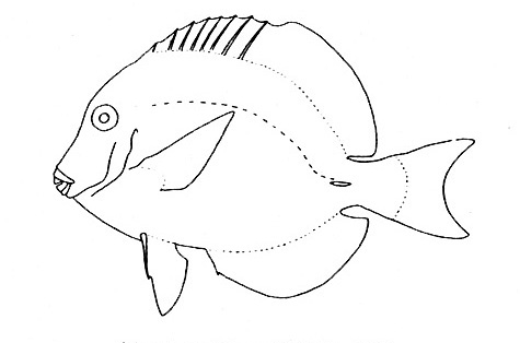 Representative of the family Acanthuridae (Gosline & Brock, 1960, fig. 97)